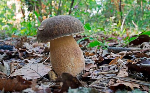 Ga voor champignons met Raig