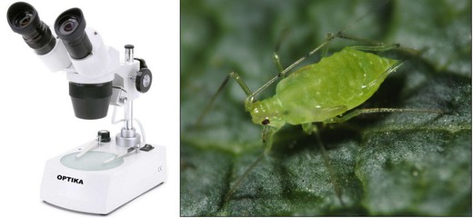 Stereomicroscopen of binoculaire loepen